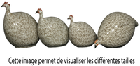 Guinea Hen- Red Speckled White