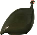 Guinea Hen- Black