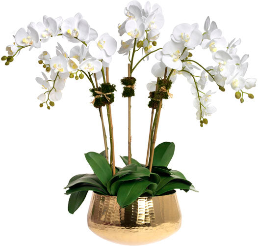 Diane James All That Glitters Potted Orchid