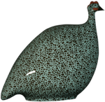 Guinea Hen- Turquoise Speckled Black